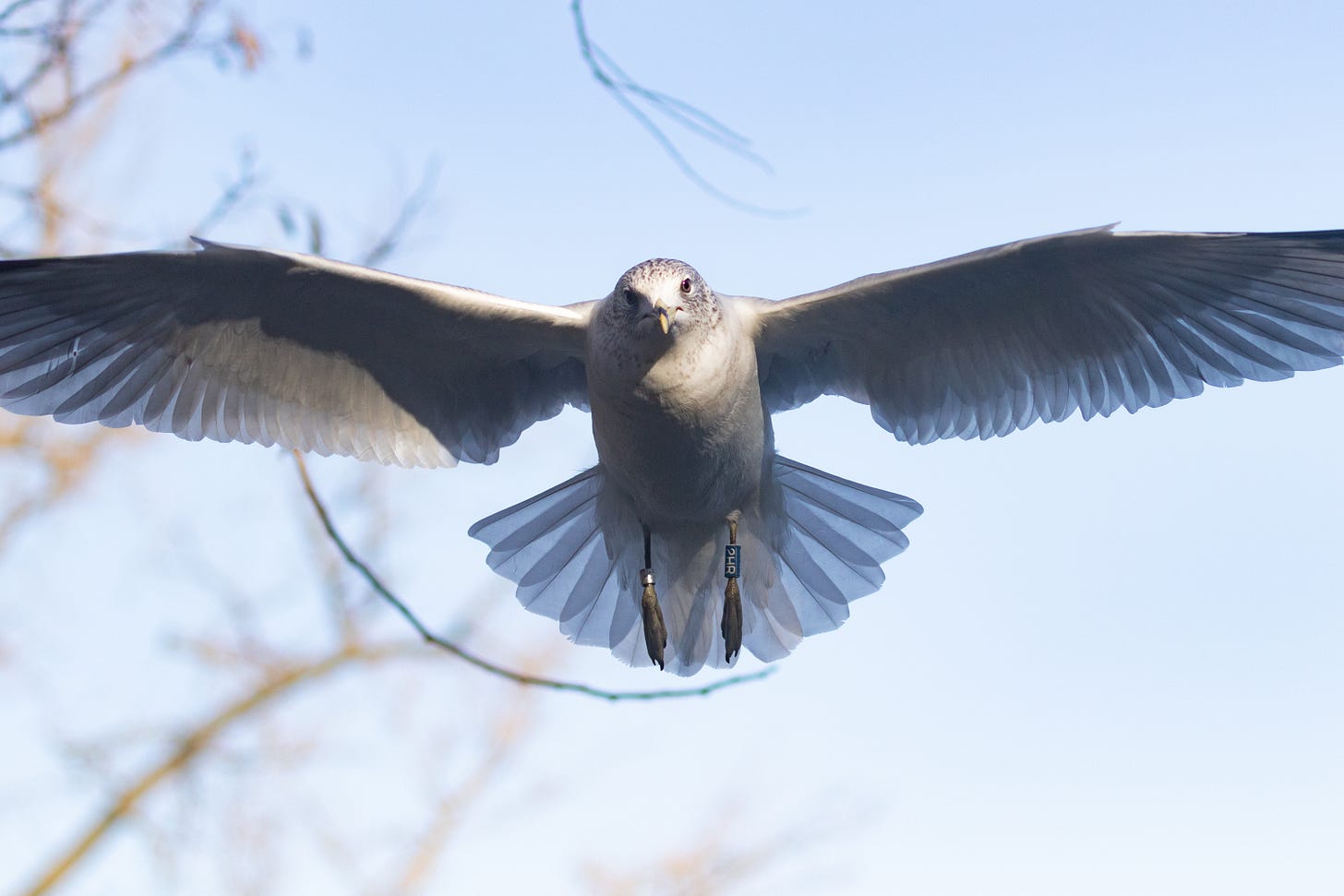 a seagull with its wings spread wide facing the camera, a metal ring on its right leg and a plastic ring on its left leg a seagull with its wings spread wide facing the camera, a metal ring on its right leg and a plastic ring on its left leg