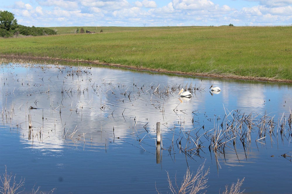 Pelicans and ducks in prairie pothole lake, eastern North Dakota