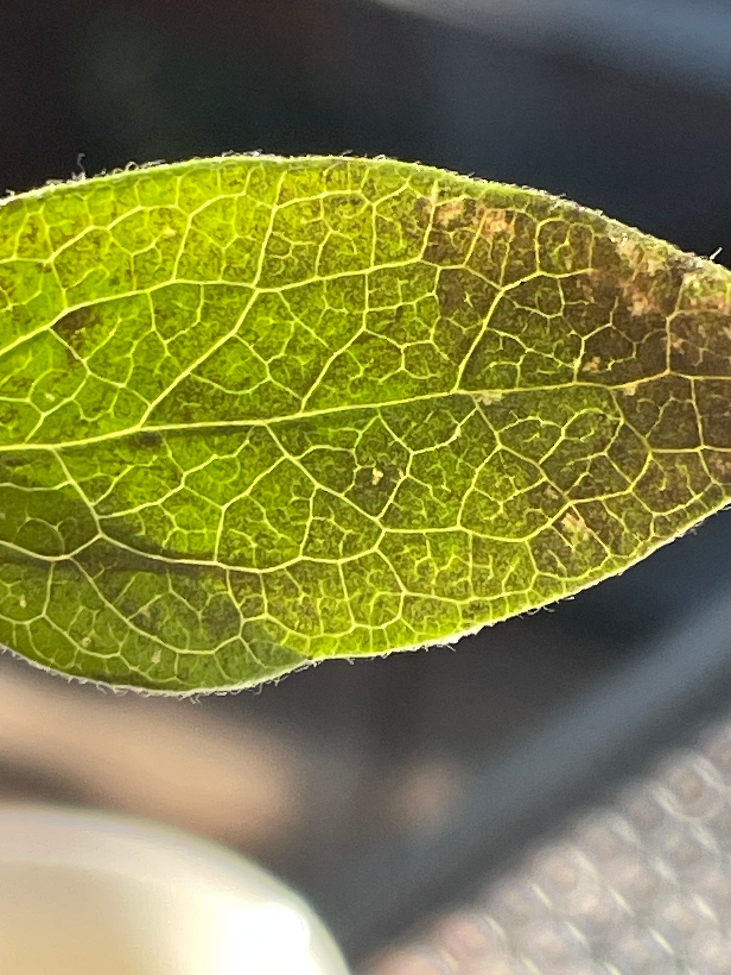 close-up of a leaf, veins visible