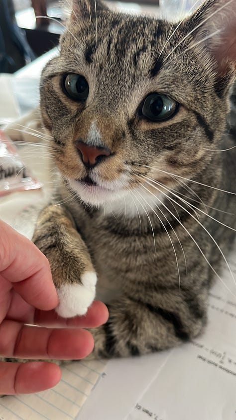 A gray tabby cat sits with front paws on the floor. A boy child with dark curly hair squints at the solar eclipse through eclipse goggles, holding his hands to the edges of the goggles. A sunset is visible through spring flowering trees. A pile of framed posters and suitcases and other belongings sits in the center of a room. Another gray tabby with white paws holds the hand of a human and looks into the camera. A lake's surface glitters in the sun behind a black wrought iron fence. A magnet and a post-it note with the words May 9th are stuck to a stainless steel surface. A human hand holds a crochet hook above a purple crocheted scarf. A pin reads, Matzah Balls Not Border Walls.