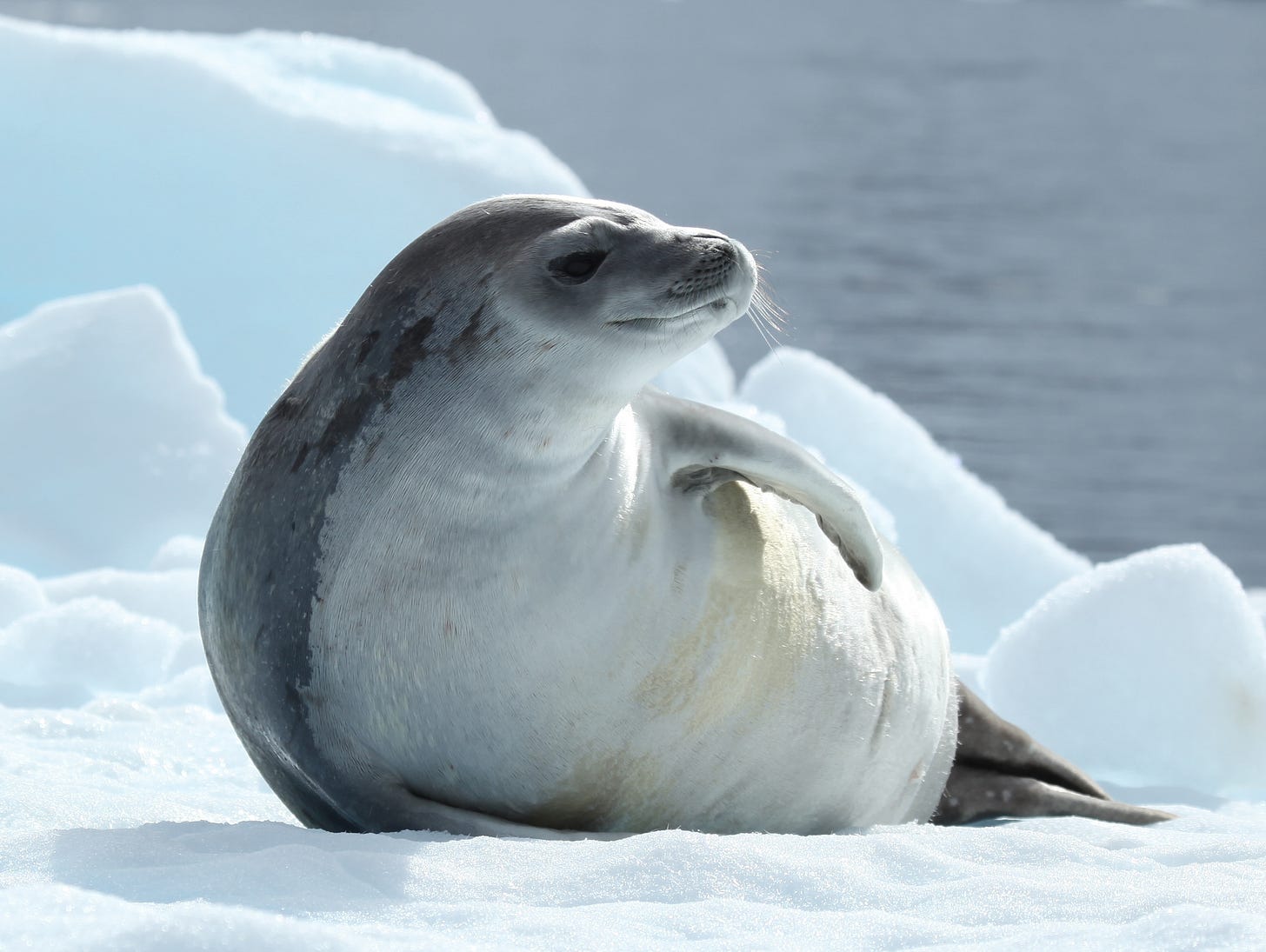 A seal A seal