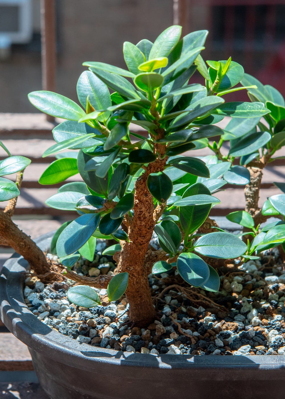 ID: Close up of thick, tall tree at the front of the forest planting, in its new pot