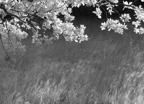 IR Trees A Day -4.jpg