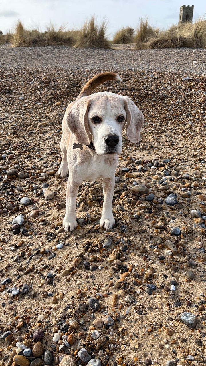 wintery beach walk with a beagle 