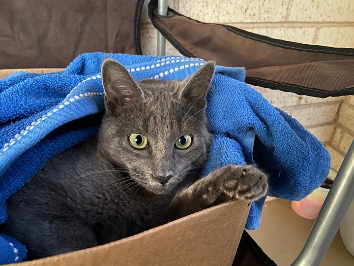 Photos of Skittles, the feral neighborhood cat.