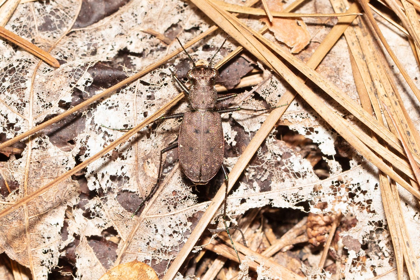 An overhead view of a bronze tiger beetle resting on brown and beige and pale gold leaf litter and pine needles on the forest floor