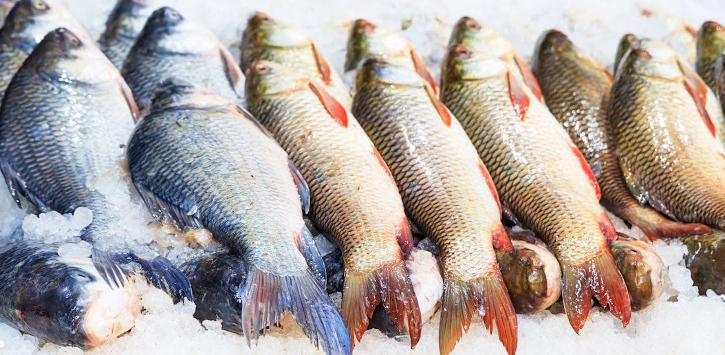 silver and red fish on ice