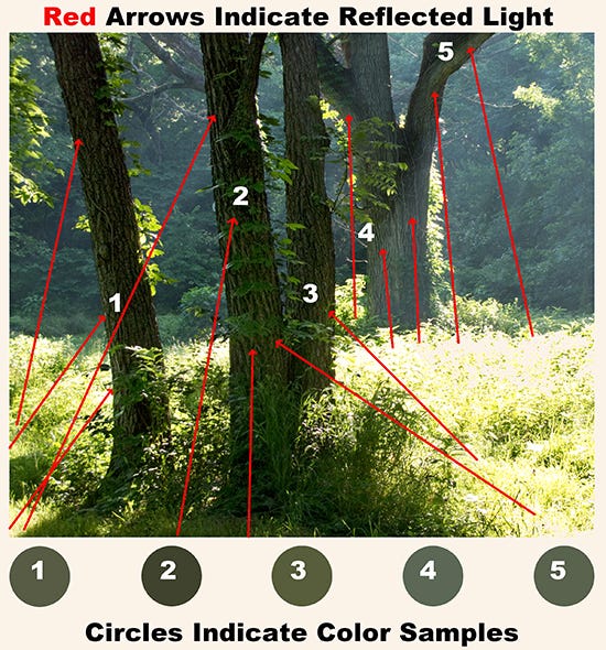 Reflected Light Scheme Photo diagram of reflected light on trees