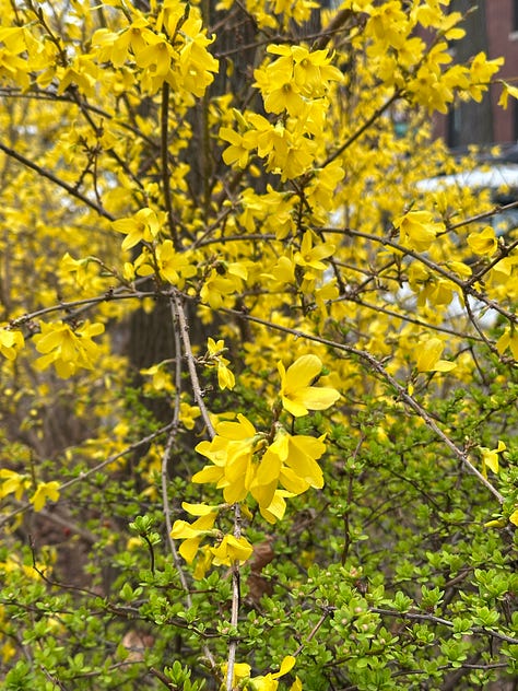 Signs of Spring in Chicago ©Amy Boyle Photography