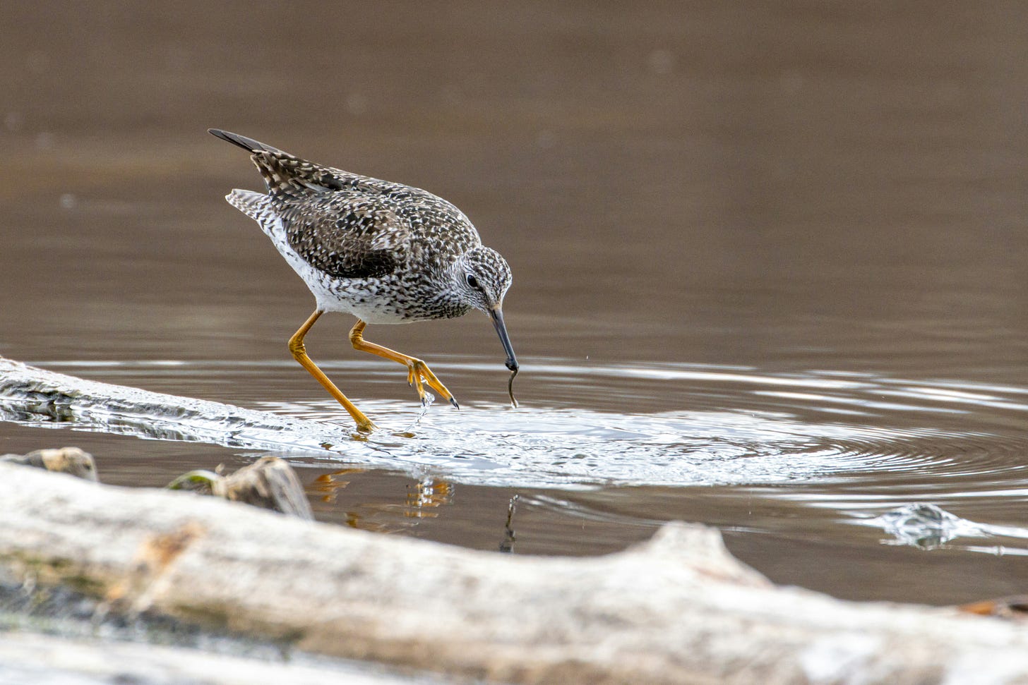 A brown and white speckled bird with yellow legs and a long beak walking in water A brown and white speckled bird with yellow legs and a long beak walking in water