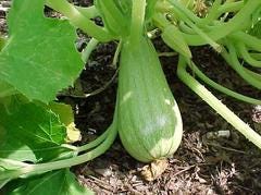 Photos of pumpkin varities for making risotto - Sugar Pie Pumpkin, Butternut Squash, Kabocha Pumpkin, Delicata Squash, Cinderella Pumpkin