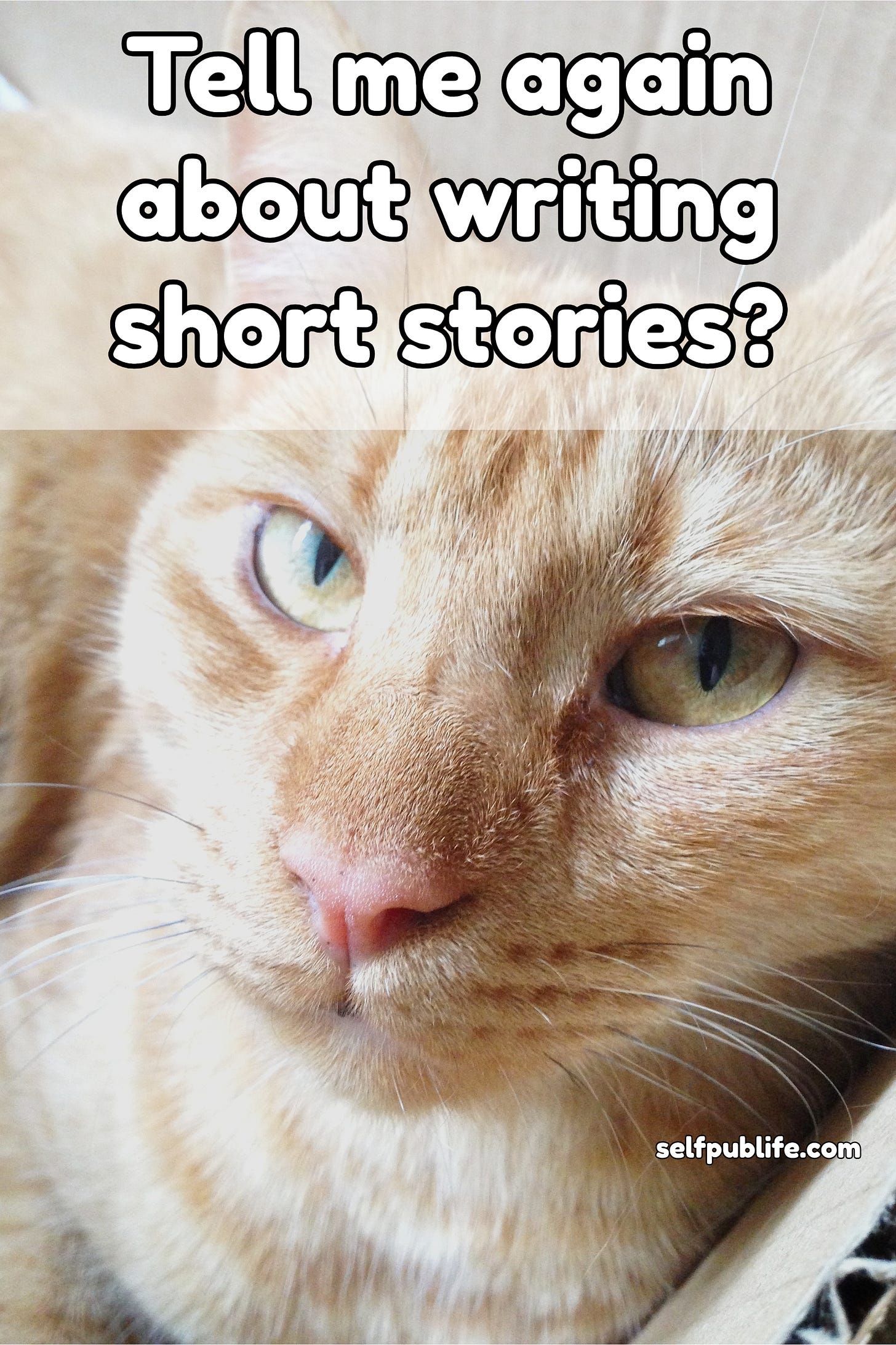 Orange tabby cat with caption: "Tell me again about writing short stories."