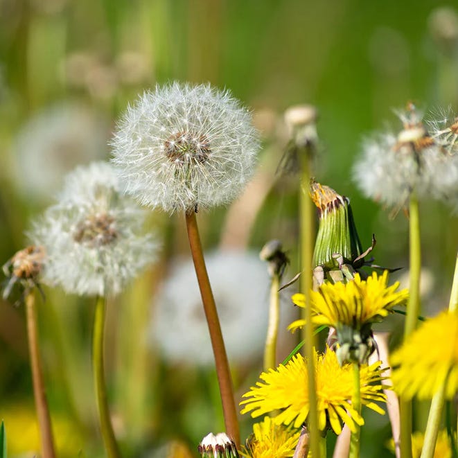dandelion's Substack