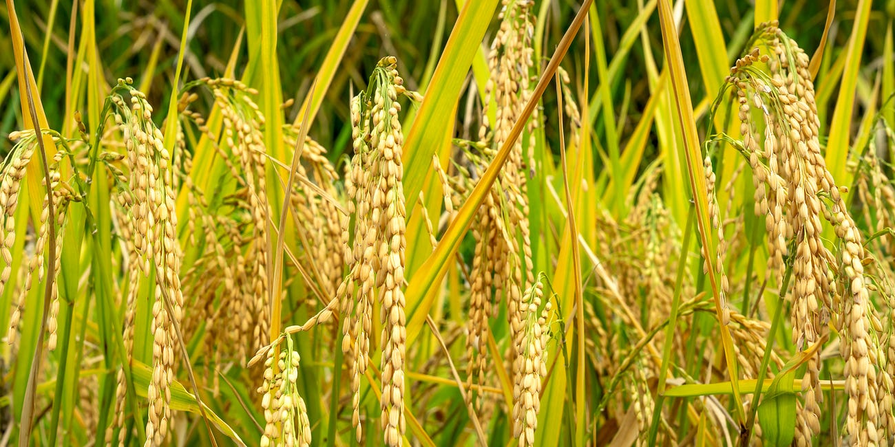 Basmati Without a Passport: Kenyan Court of Appeal on Registration, Recognition, and the Constitutional Limits of TRIPS in Kenyan Trade Mark Law
