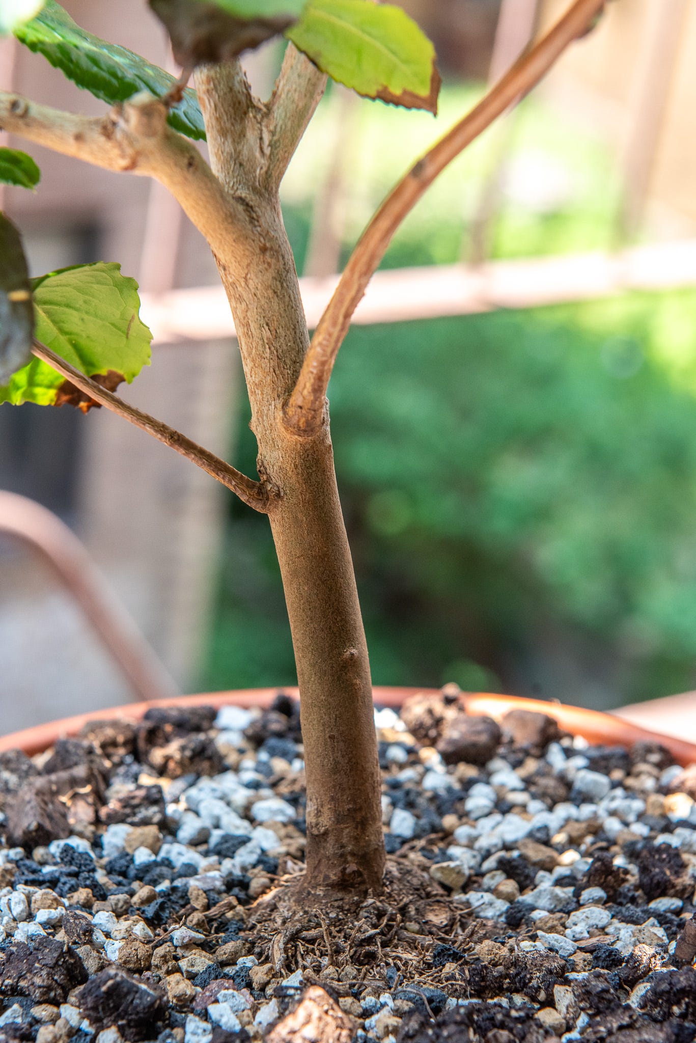 ID: Close up of tea plant trunk base