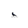 Must Love Crows