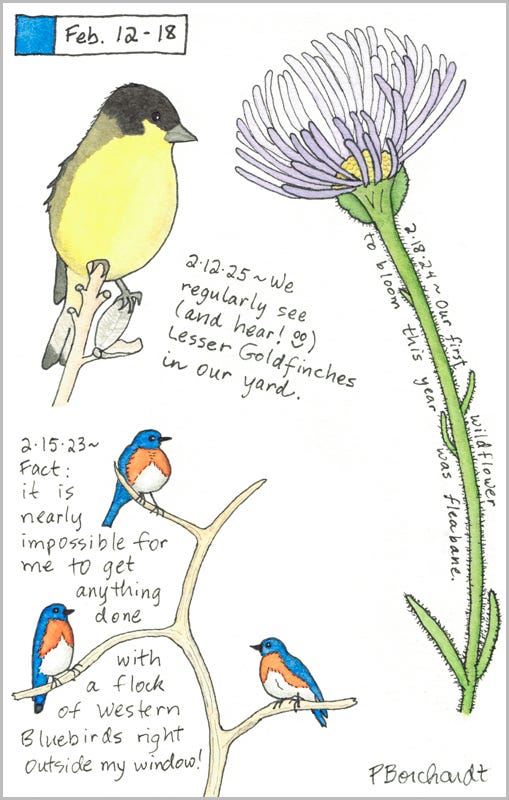 Perpetual Journal, week of Feb. 12-18: Lesser Goldfinch (2025); Fleabane in Bloom (2024); Western Bluebirds (2023) Perpetual Journal, week of Feb. 12-18: Lesser Goldfinch (2025); Fleabane in Bloom (2024); Western Bluebirds (2023)