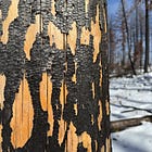 Thinning and Logging Aren't a "Solution" to Wildfires
