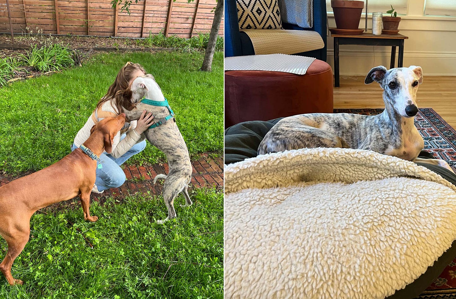  Lief the one eyed Vizla meets his new friend Vera. 
