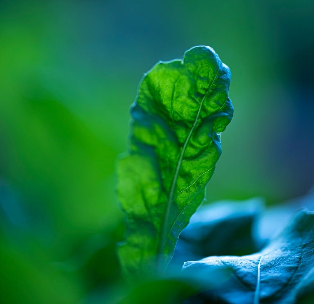 green leaf in tilt shift lens