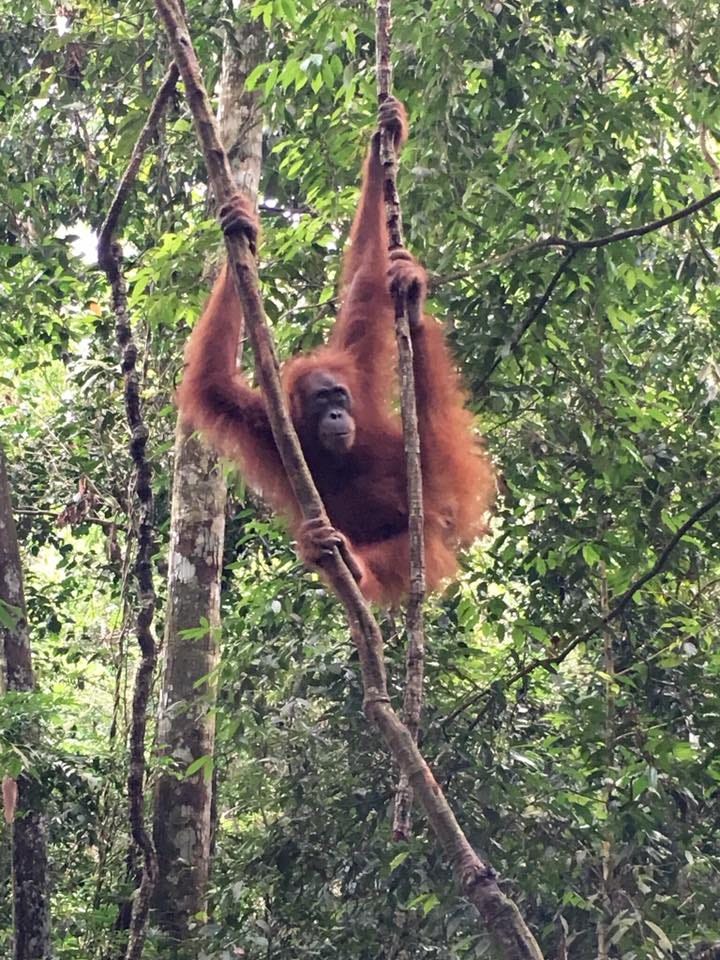 photo of orangutan hanging in trees