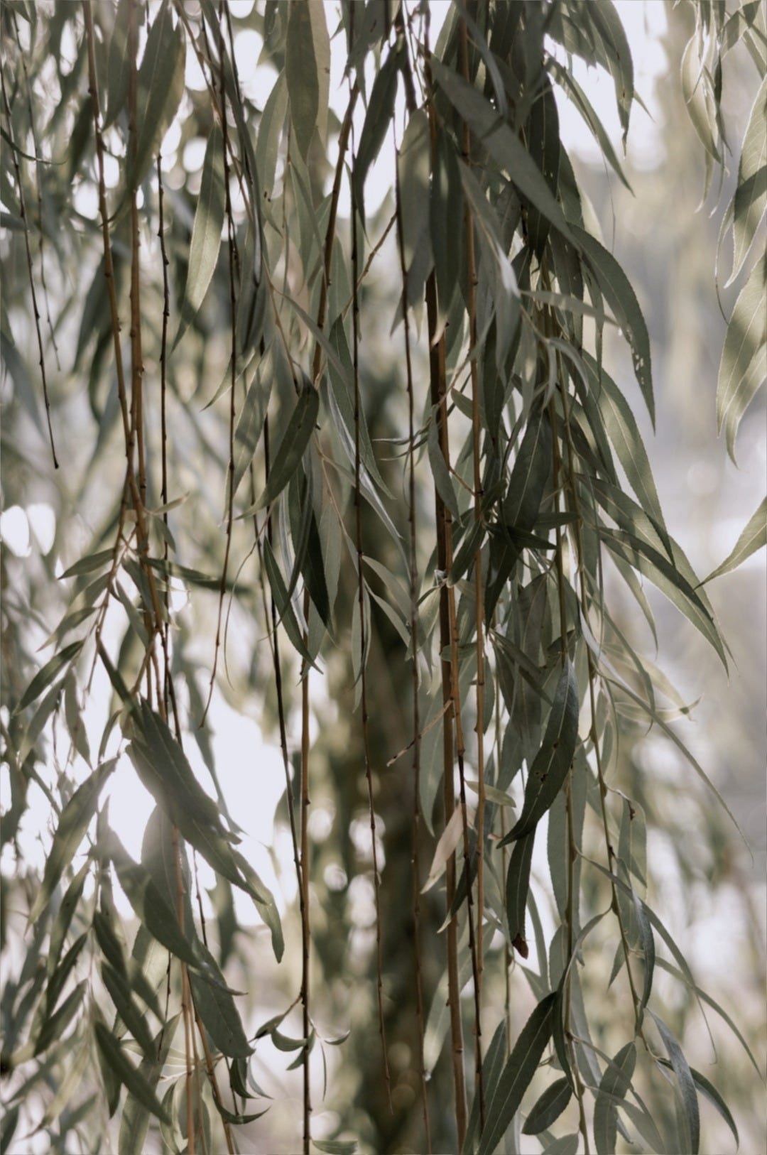 green and brown plant during daytime