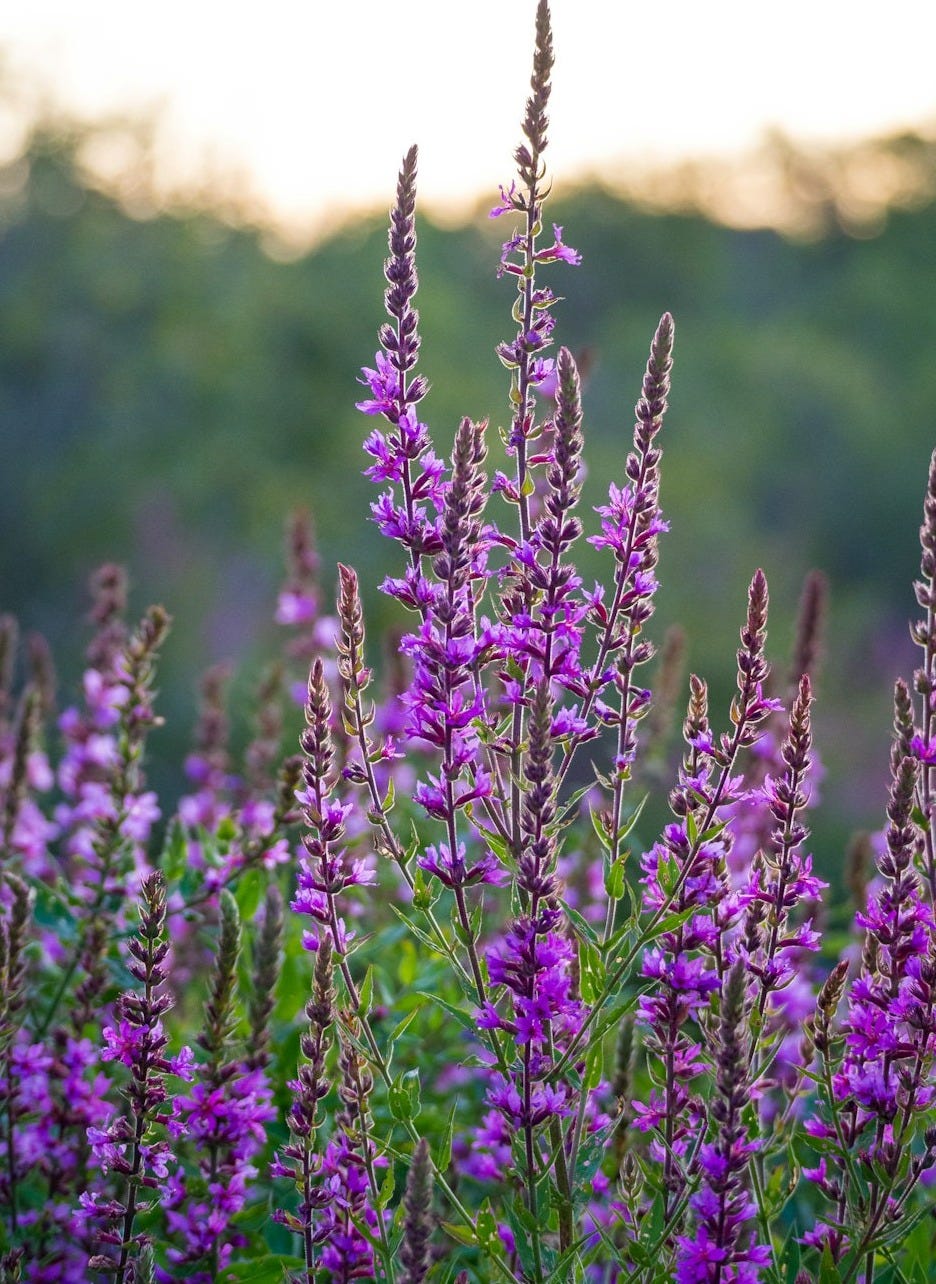 purple flowers in tilt shift lens