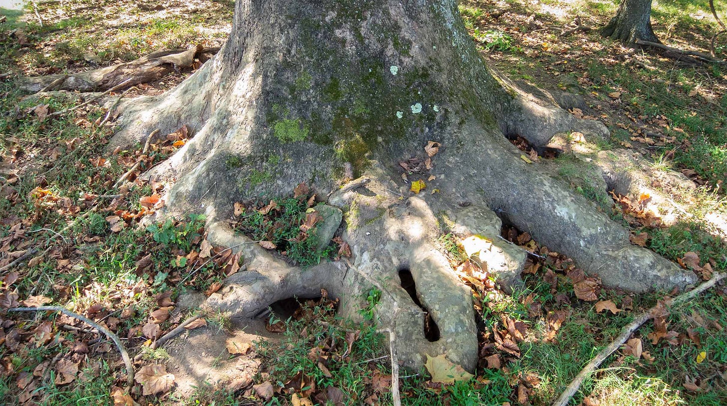 trunk and roots of a two-century-old sycamore tree on the Kilby Plantation