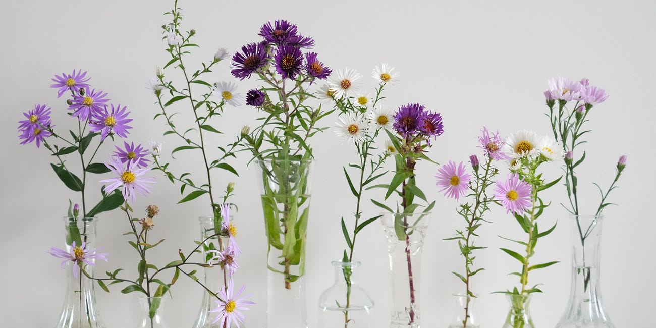 12 Asters tested for naturalistic gardens