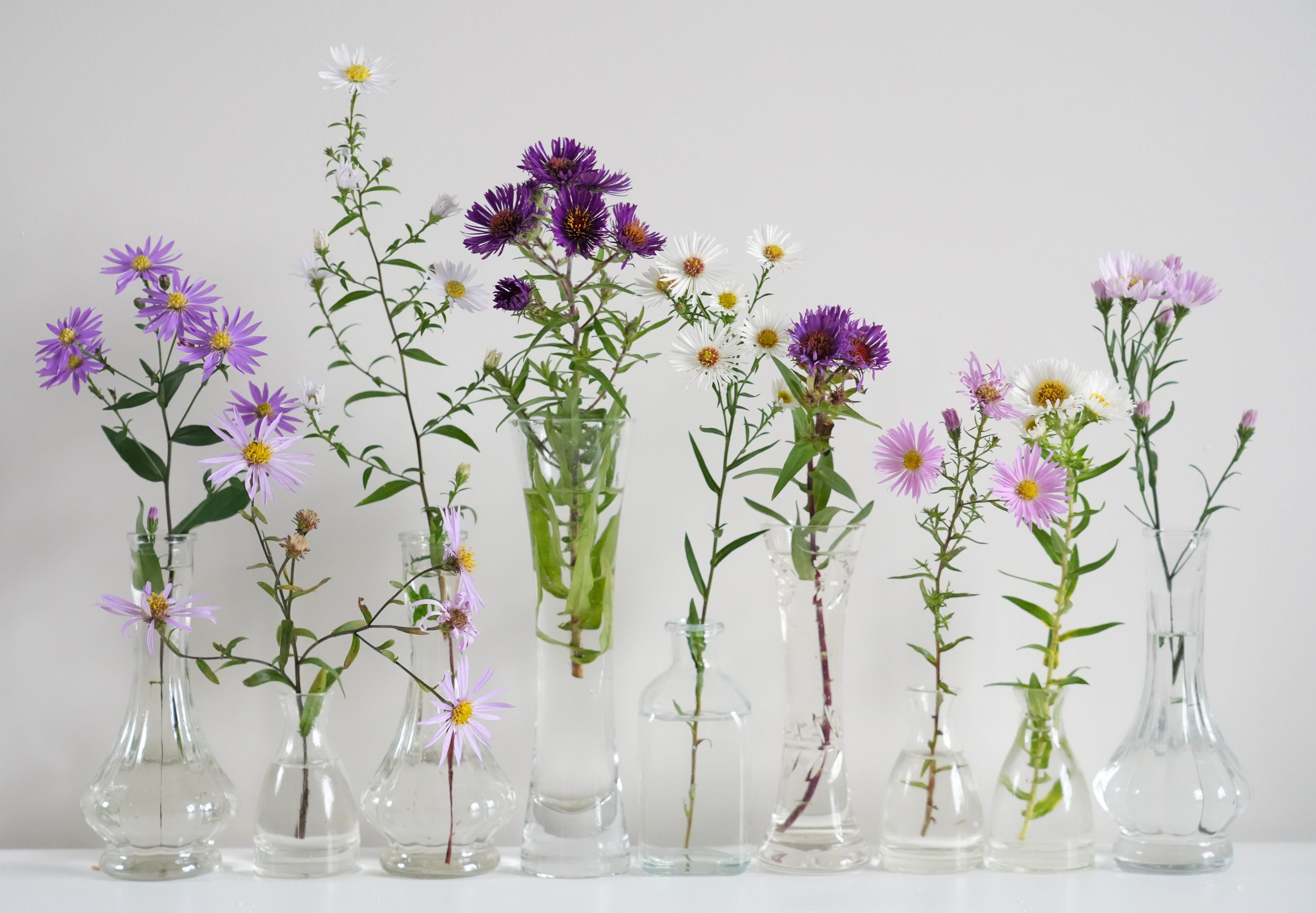 Jack Wallington asters naturalistic garden design