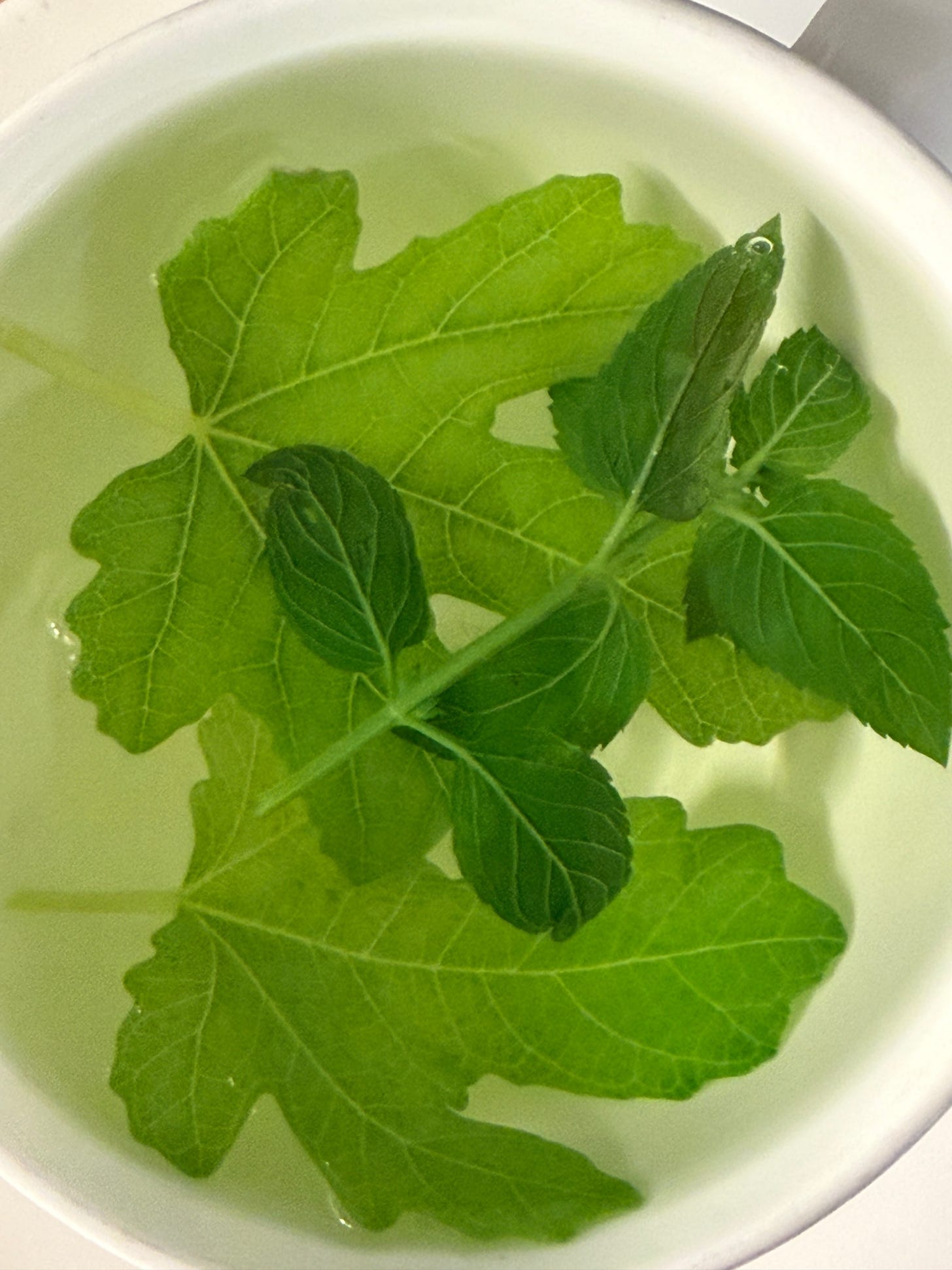 Several bright green fig leaves and mint sprig in a cup of water