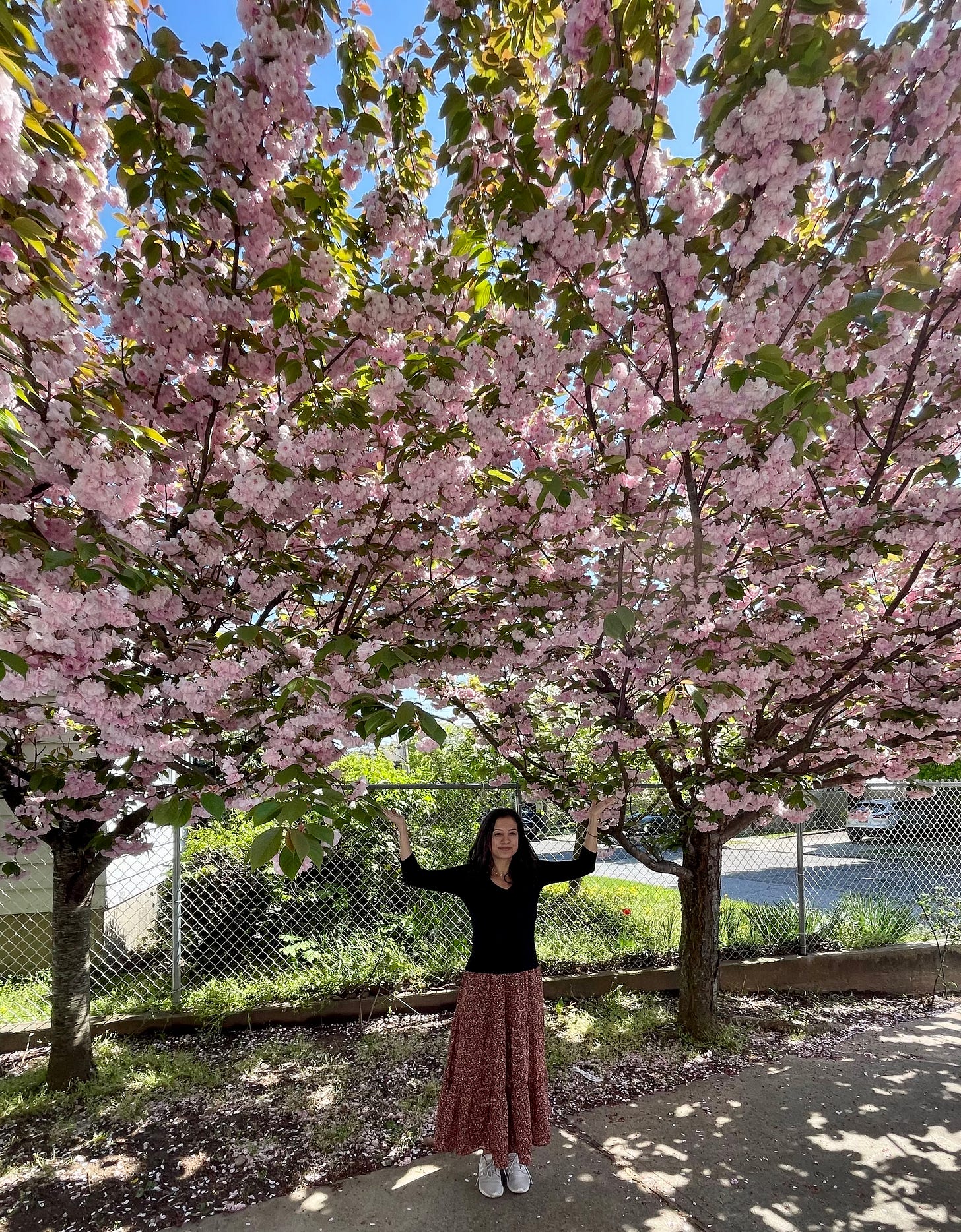 Blooming trees near Katya