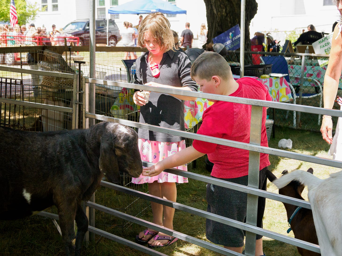 Feeding a goat