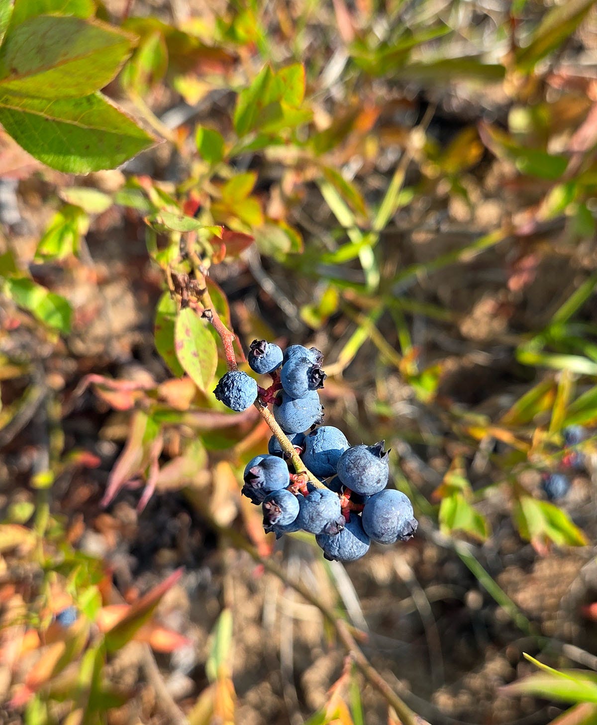 Wild blueberries slightly dried on the bush. 