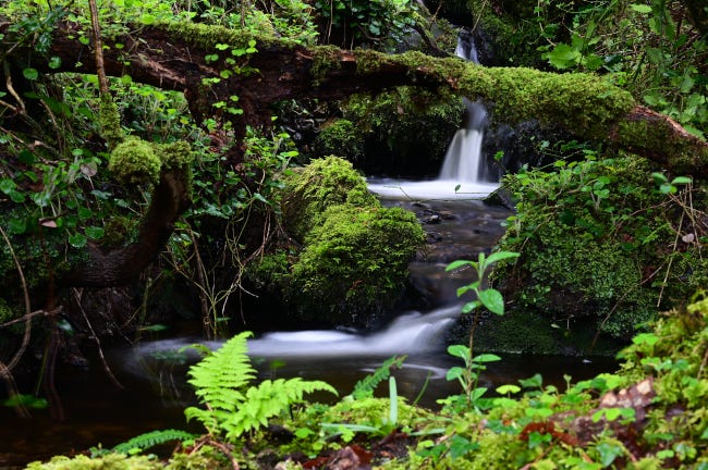 Un ruisseau coulant tranquillement entre deux berges couvertes de plantes et d'arbustes. Un ruisseau coulant tranquillement entre deux berges couvertes de plantes et d'arbustes.
