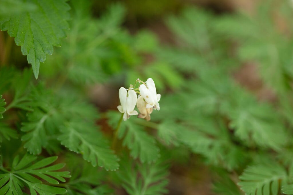 A plant with finely dissected leaves and, on a single stalk, three white flowers shaped roughly like hearts