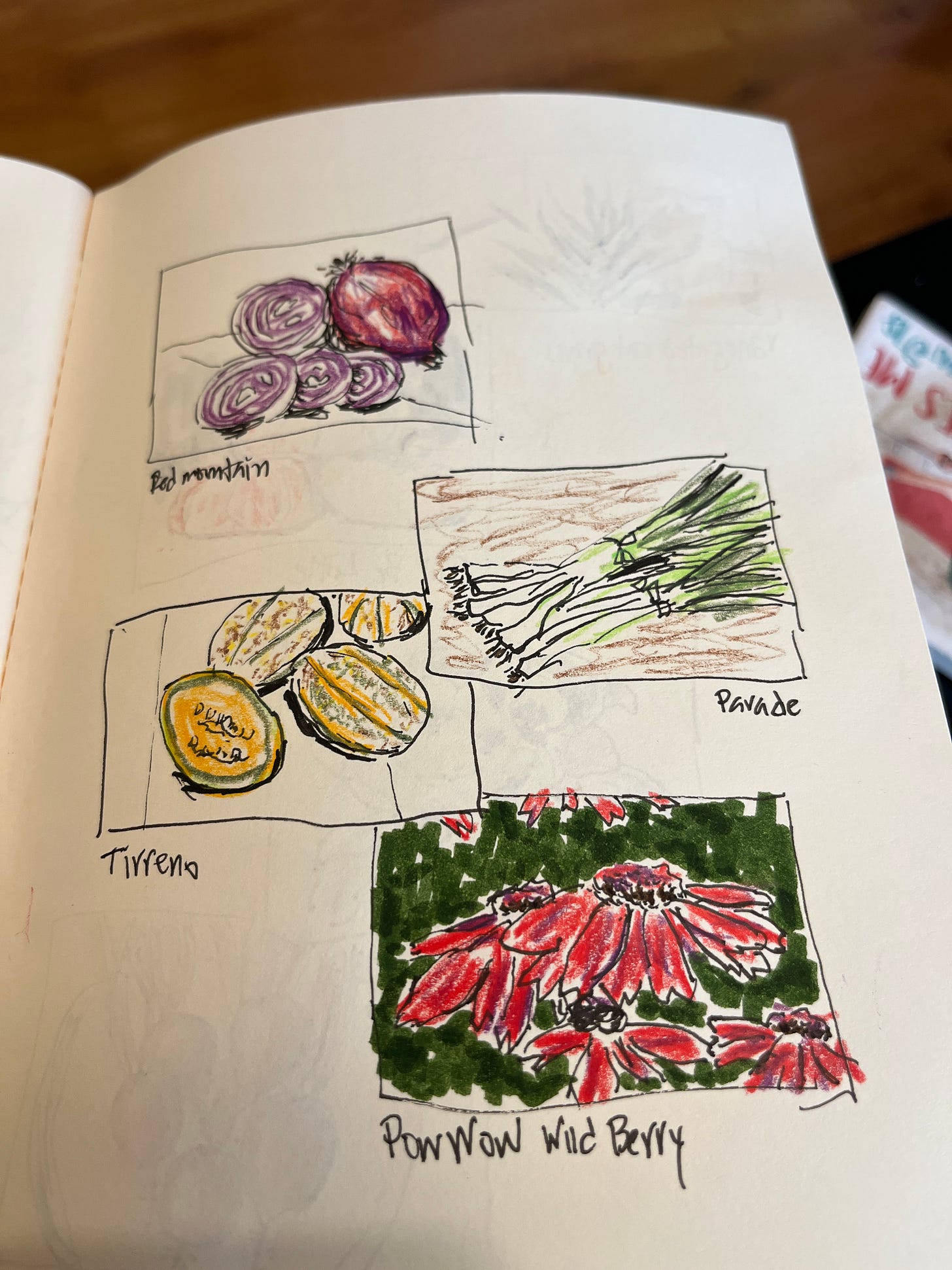 Sketchbook page with four little boxes picturing red onions, green onions, cantelopes and a very bright red coneflower