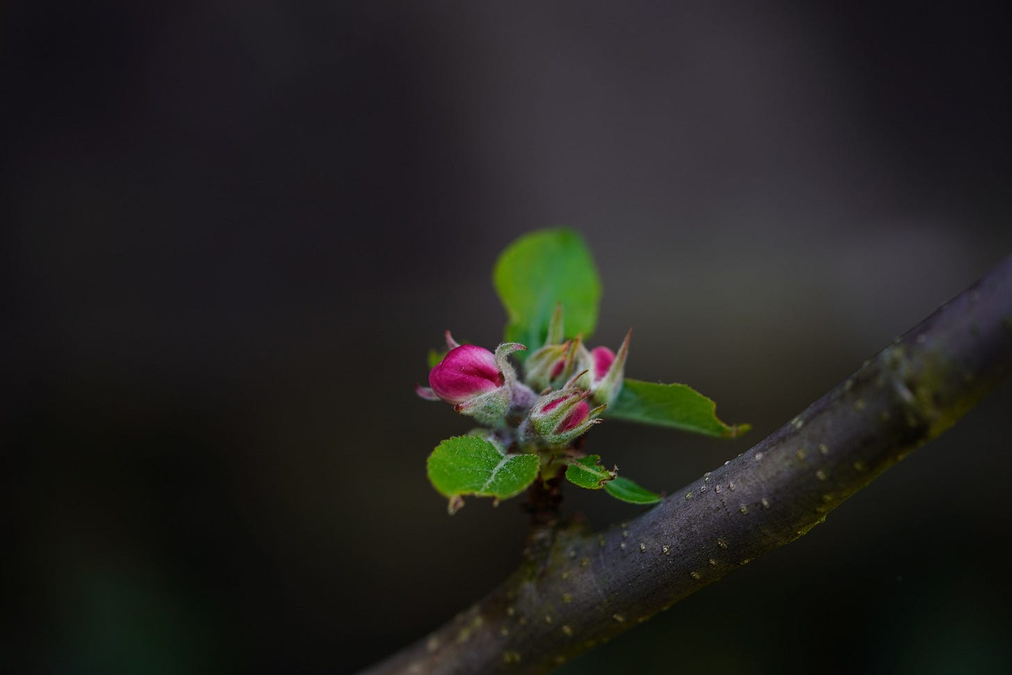 Um ramo com um broto florescendo