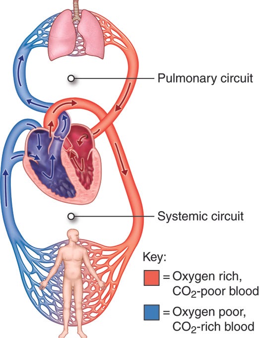 Cardiovascular Structures and Functions – Anatomy & Physiology Cardiovascular Structures and Functions – Anatomy & Physiology