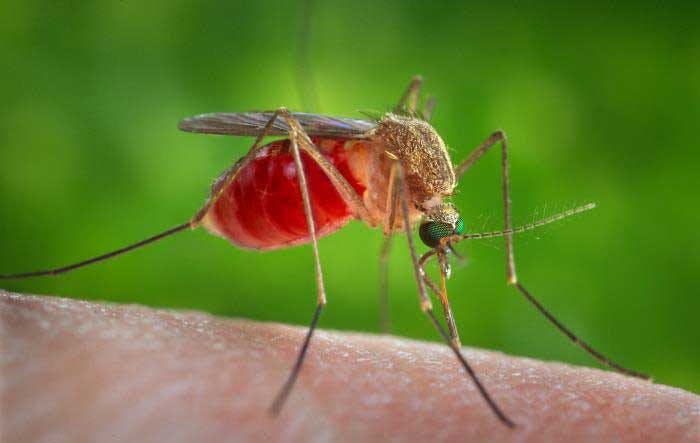 Mosquitoes | Mosquitoes | CDC