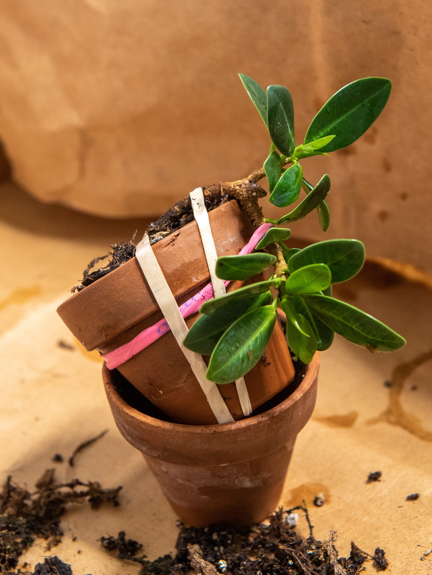 ID: Another small cutting in a 2 inch pot with rubber bands attaching it downward and against the pot's surface in a cascade design.