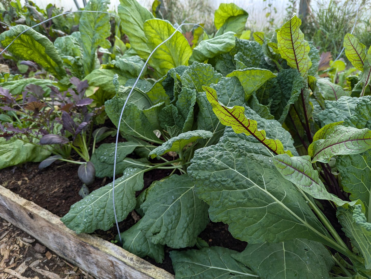 Leafy greens growing in a raised bed