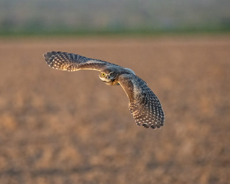 20250811-BurrowingOwl-264-Edit.jpg