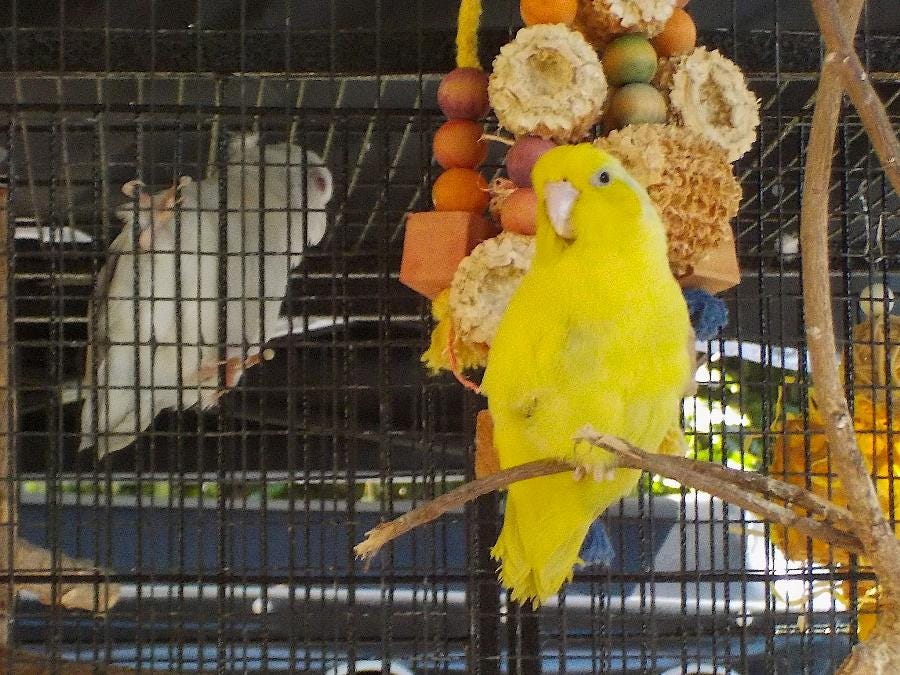 Volunteer For A Bird Rescue Sanctuary In Prachuap Khirikhan