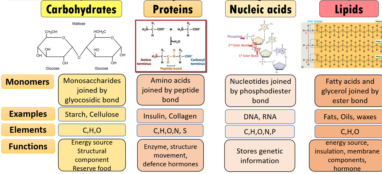 Four Biomolecules Structure and Function Comparison Chart | Carbohydrates  vs Proteins vs Nucleic acids vs Lipids
