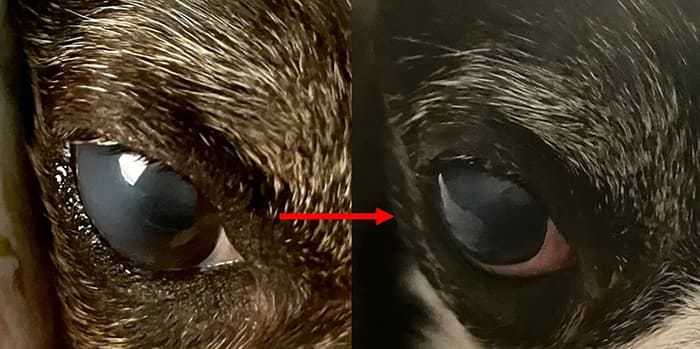boston terrier cleared corneal deposit