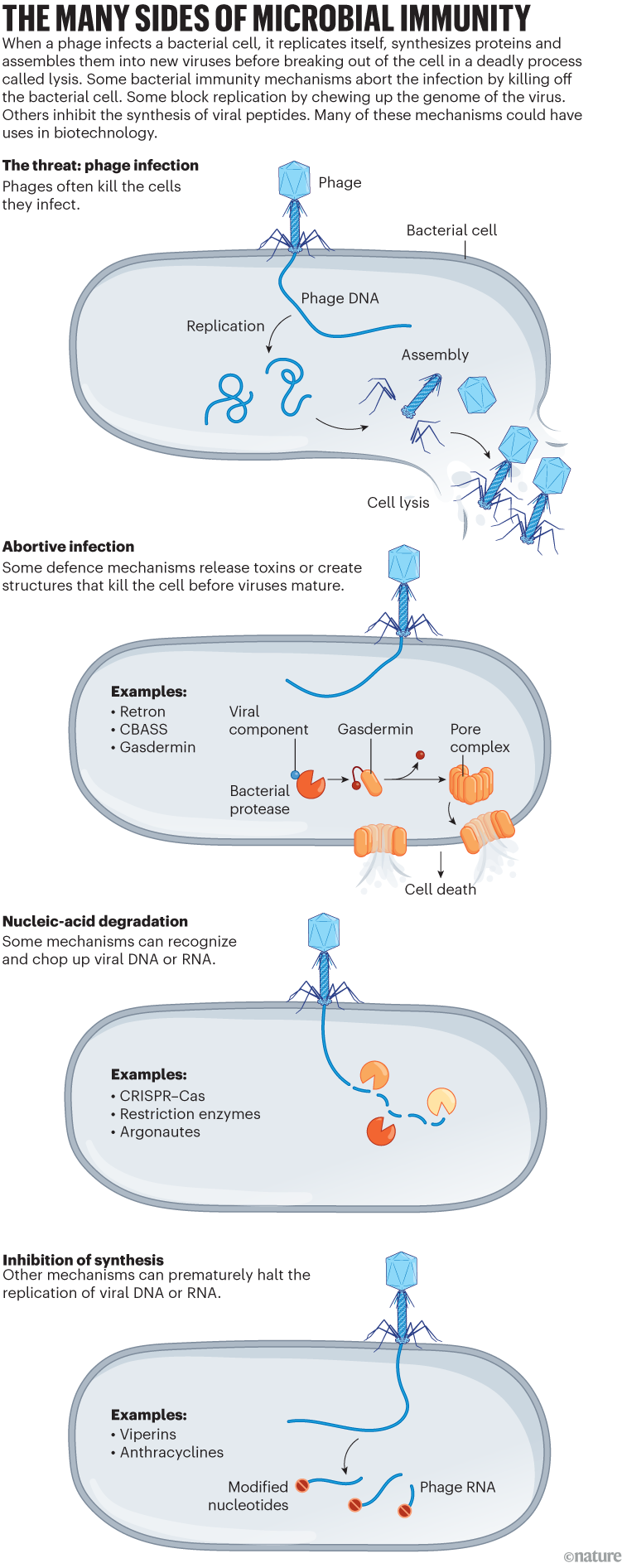 The many sides of microbial immunity: infographic that shows how bacteria are infected by viral phages, and three ways bacteria use to protect themselves.