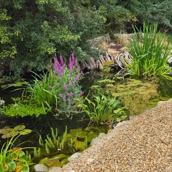 Flowering marginal plants and lily pads around the pond after planting in Sevenoaks