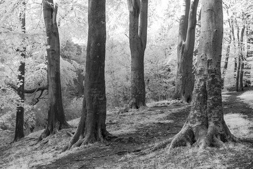 IR Trees A Day -10.jpg