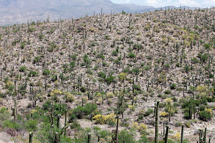 Opuncja, saguaro, kwitnacy saguaro, cholla, heloderma, kwiat saguaro, zbocze